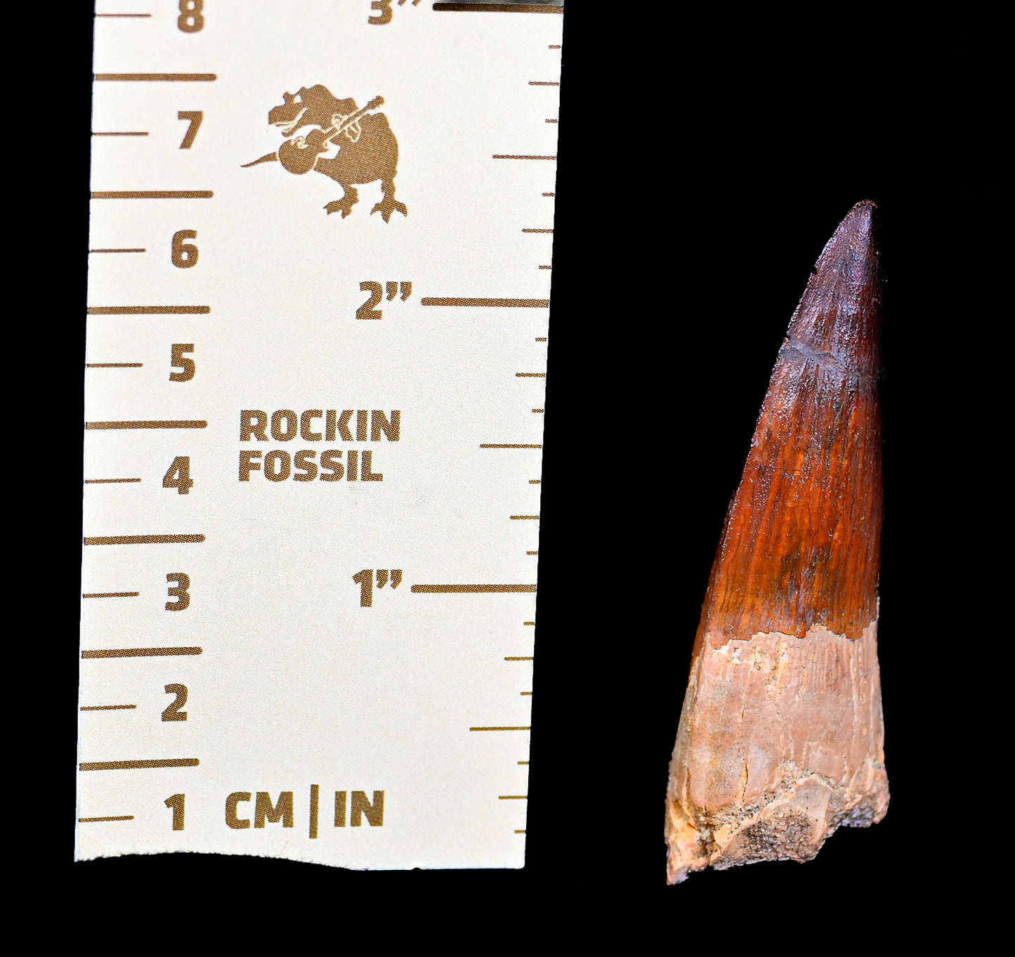 Spinosaurus tooth 2.44 inches