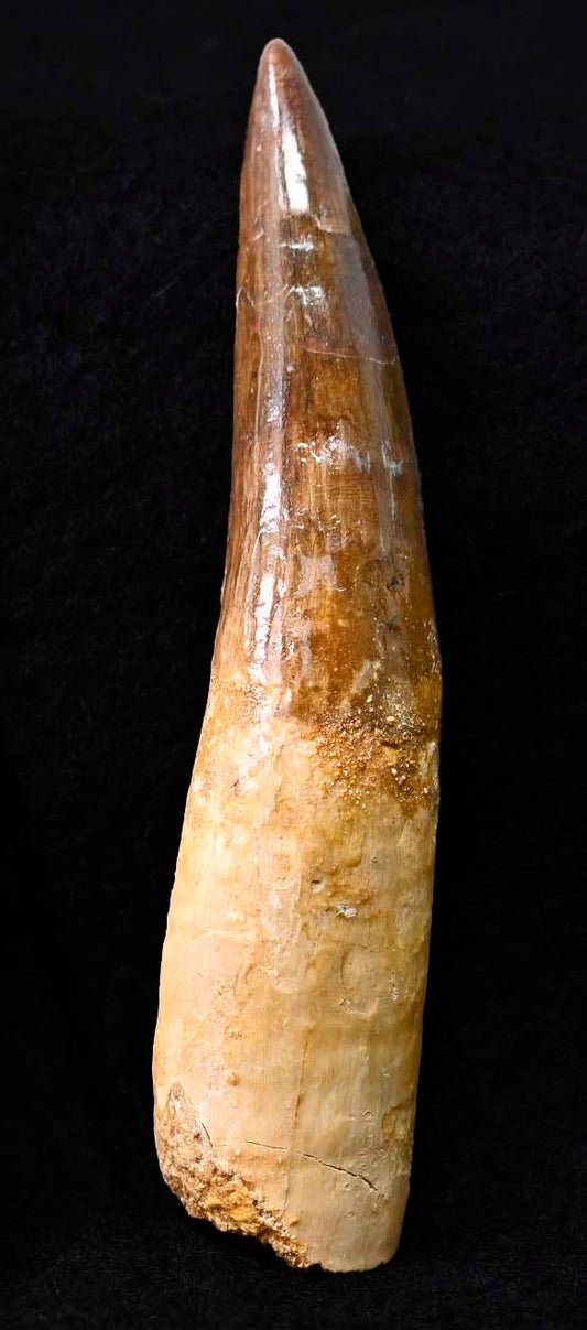 Spinosaurus tooth 5.55