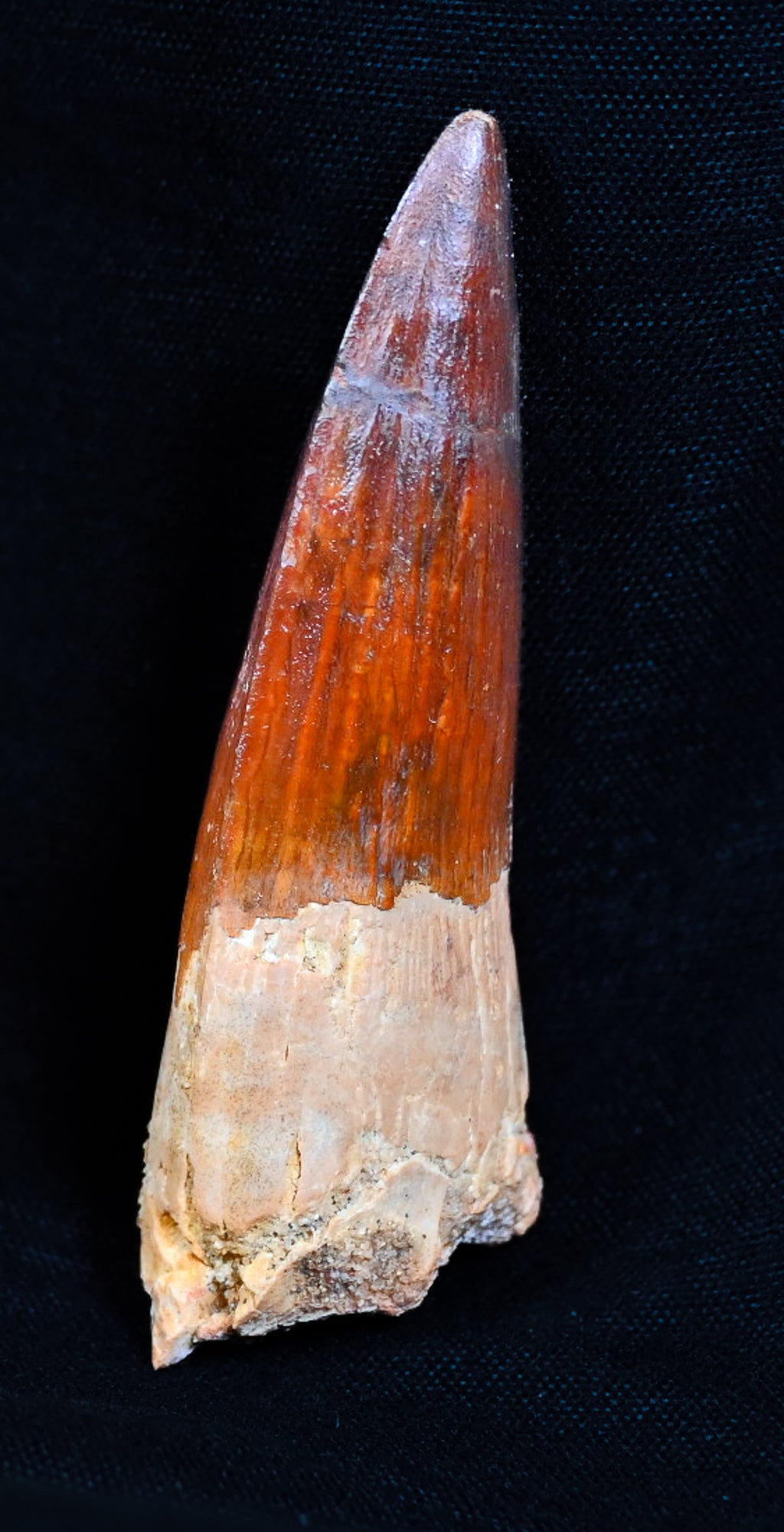 Spinosaurus tooth 2.44 inches
