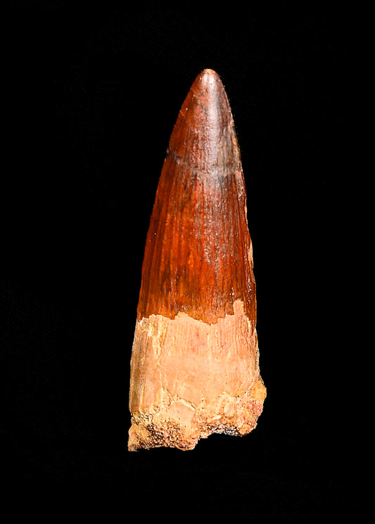 Spinosaurus tooth 2.44 inches