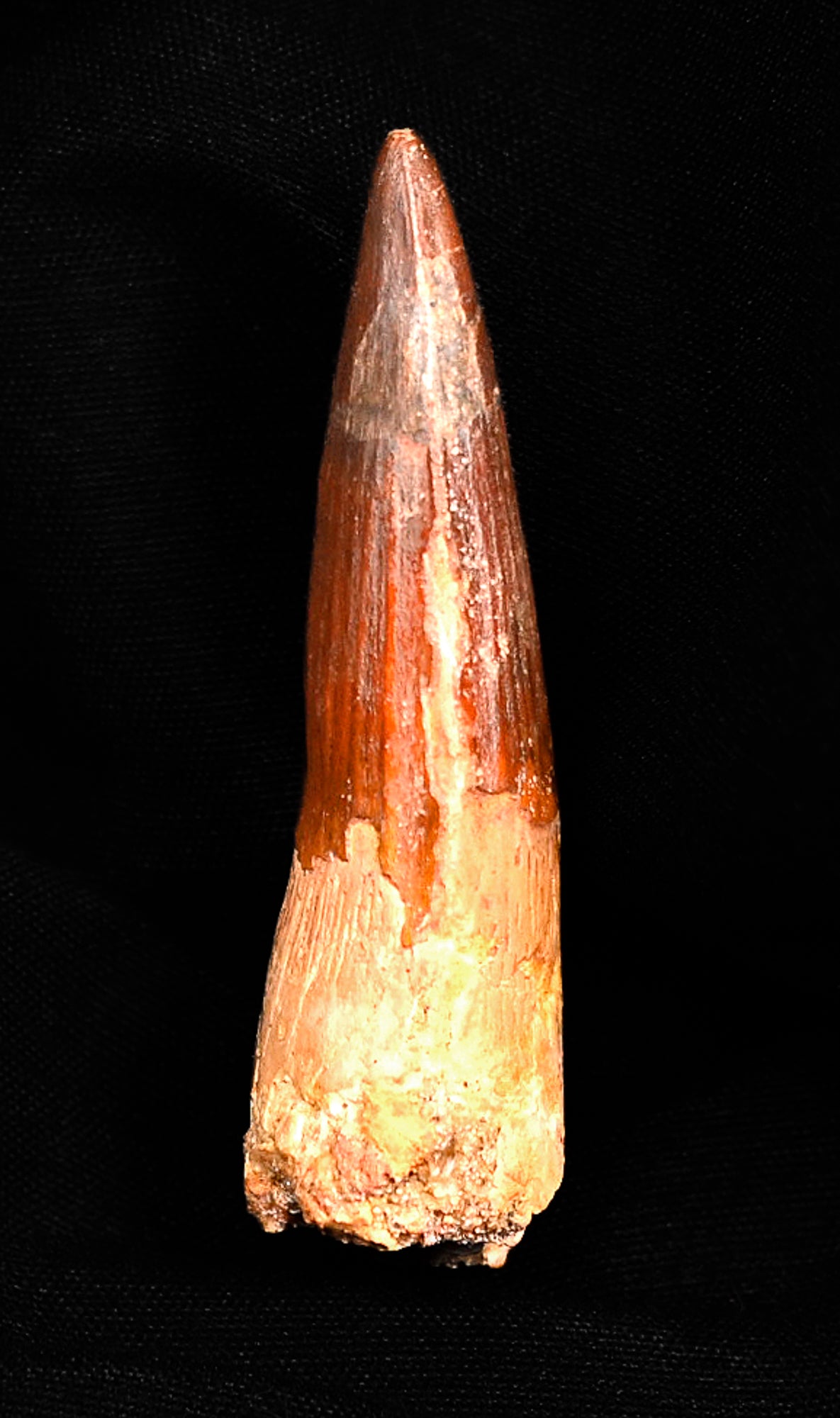 Spinosaurus tooth 2.44 inches