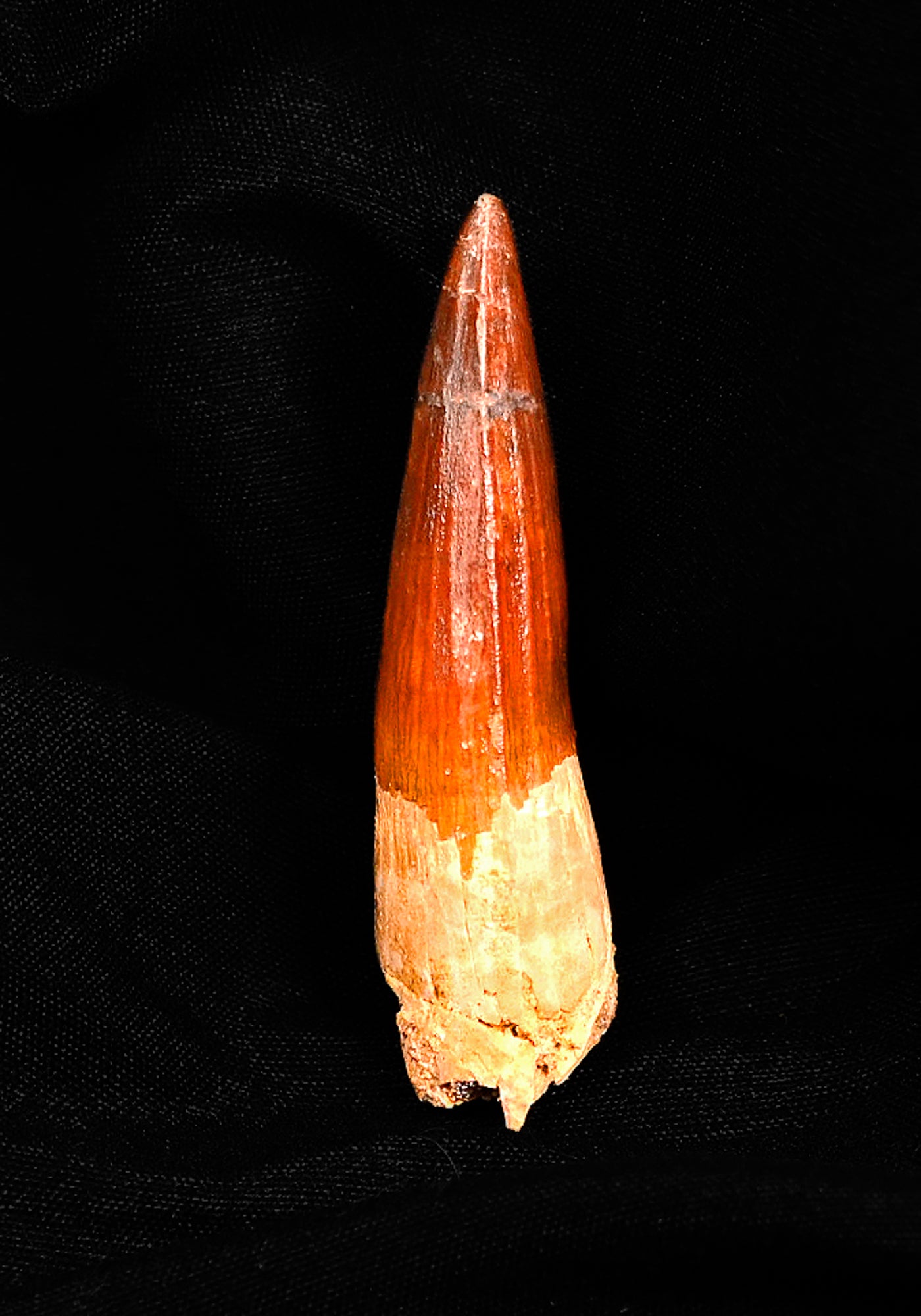 Spinosaurus tooth 2.44 inches