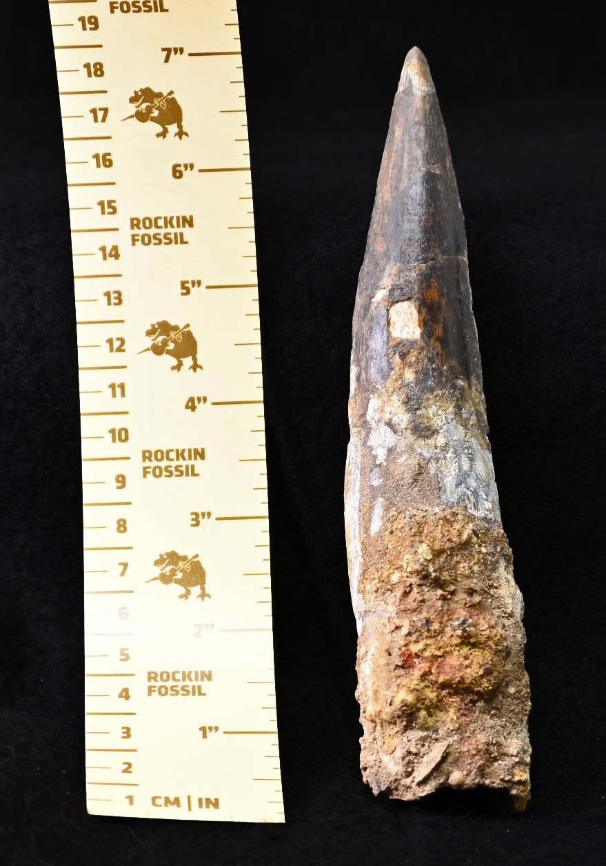 MASSIVE Spinosaurus tooth 6.55 inches