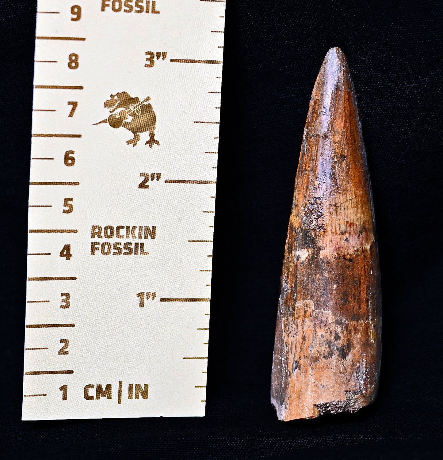 Spinosaurus tooth 3.22 inches