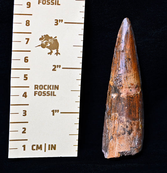 Spinosaurus tooth 3.22 inches