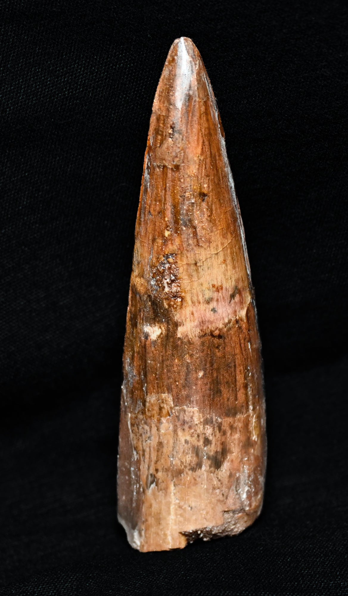 Spinosaurus tooth 3.22 inches