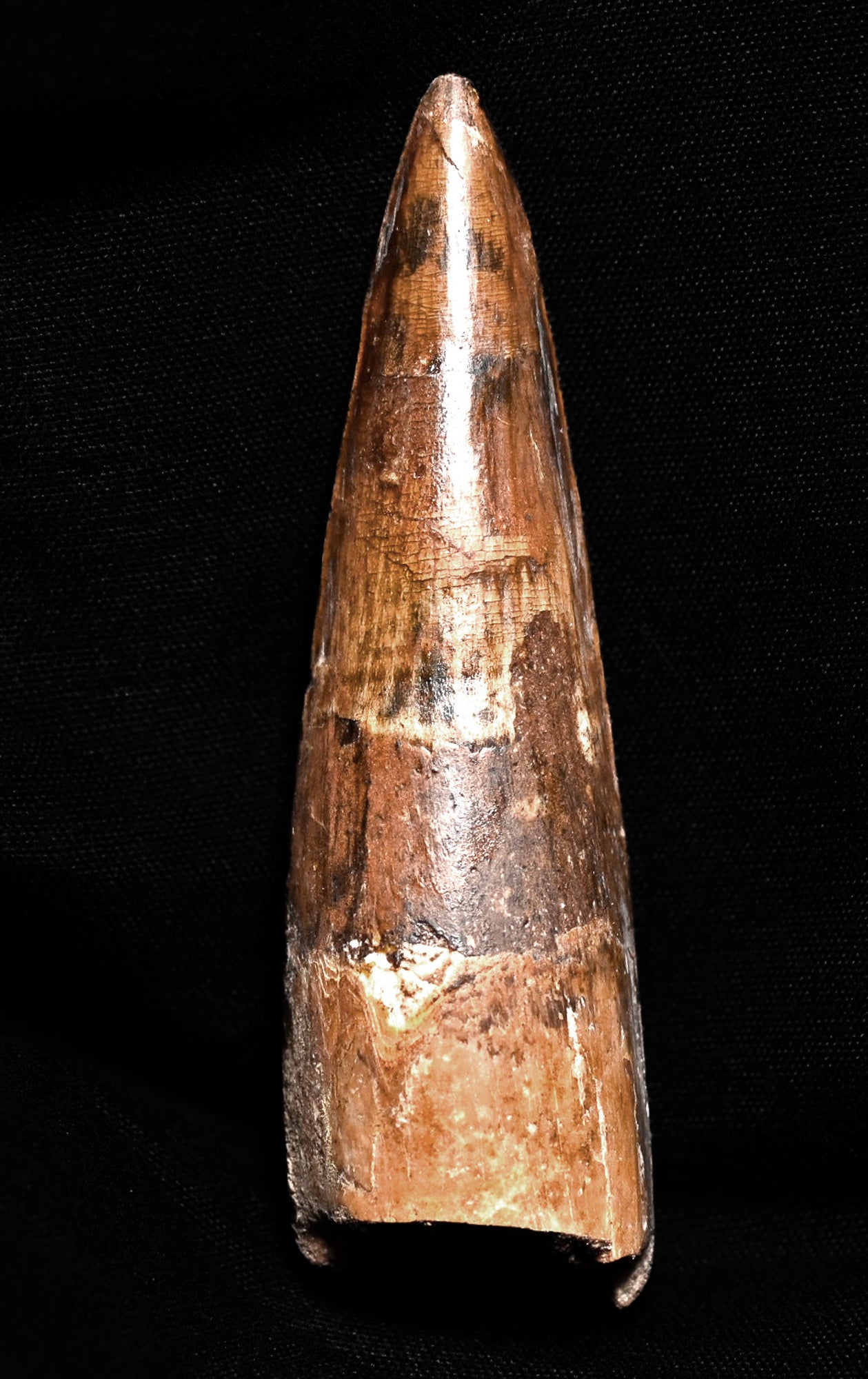 Spinosaurus tooth 3.22 inches