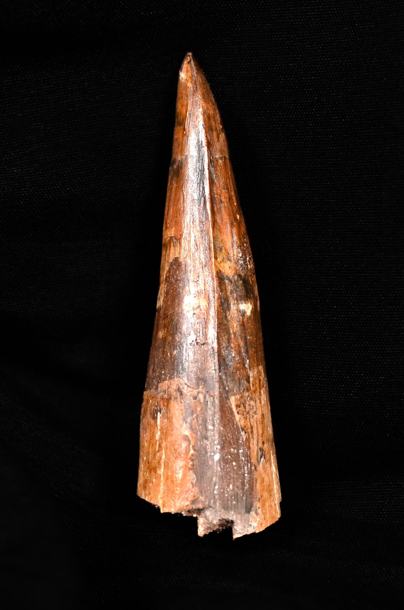 Spinosaurus tooth 3.22 inches