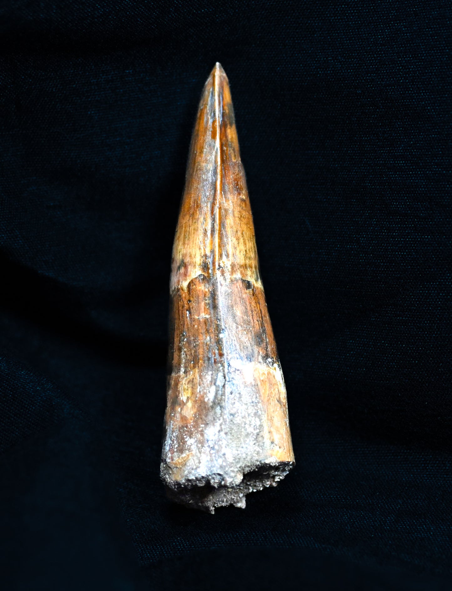 Spinosaurus tooth 3.22 inches