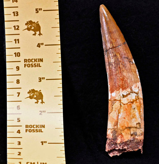 Spinosaurus tooth, 4.44 inches