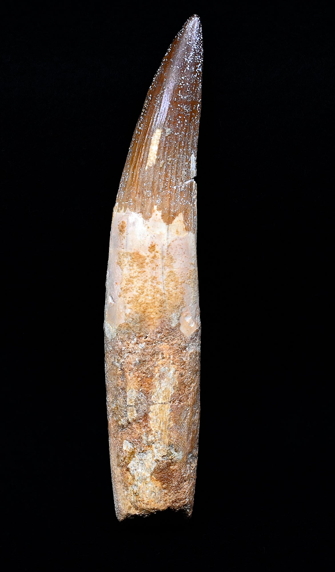 Copy of Large Spinosaurus tooth, 5.2 inches