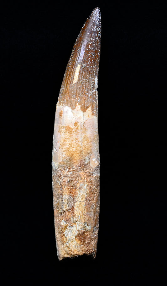 Large Spinosaurus tooth, 5.2 inches