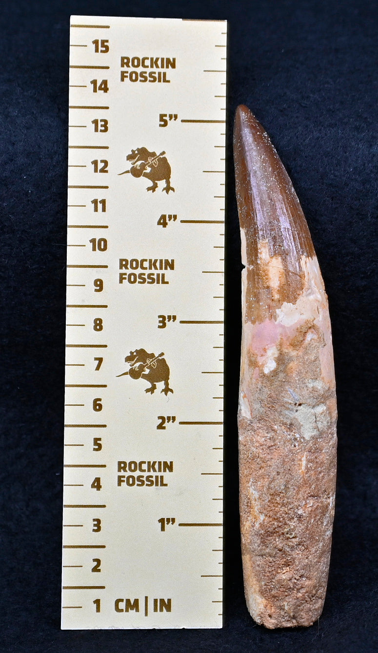 Copy of Large Spinosaurus tooth, 5.2 inches