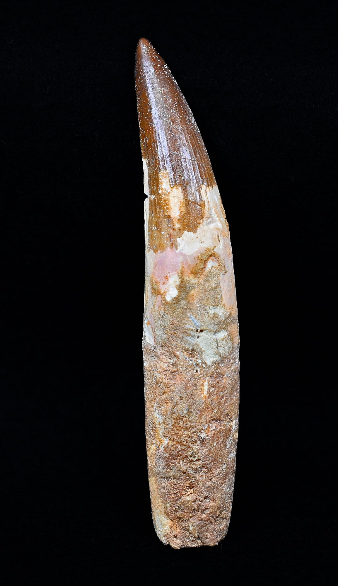 Copy of Large Spinosaurus tooth, 5.2 inches