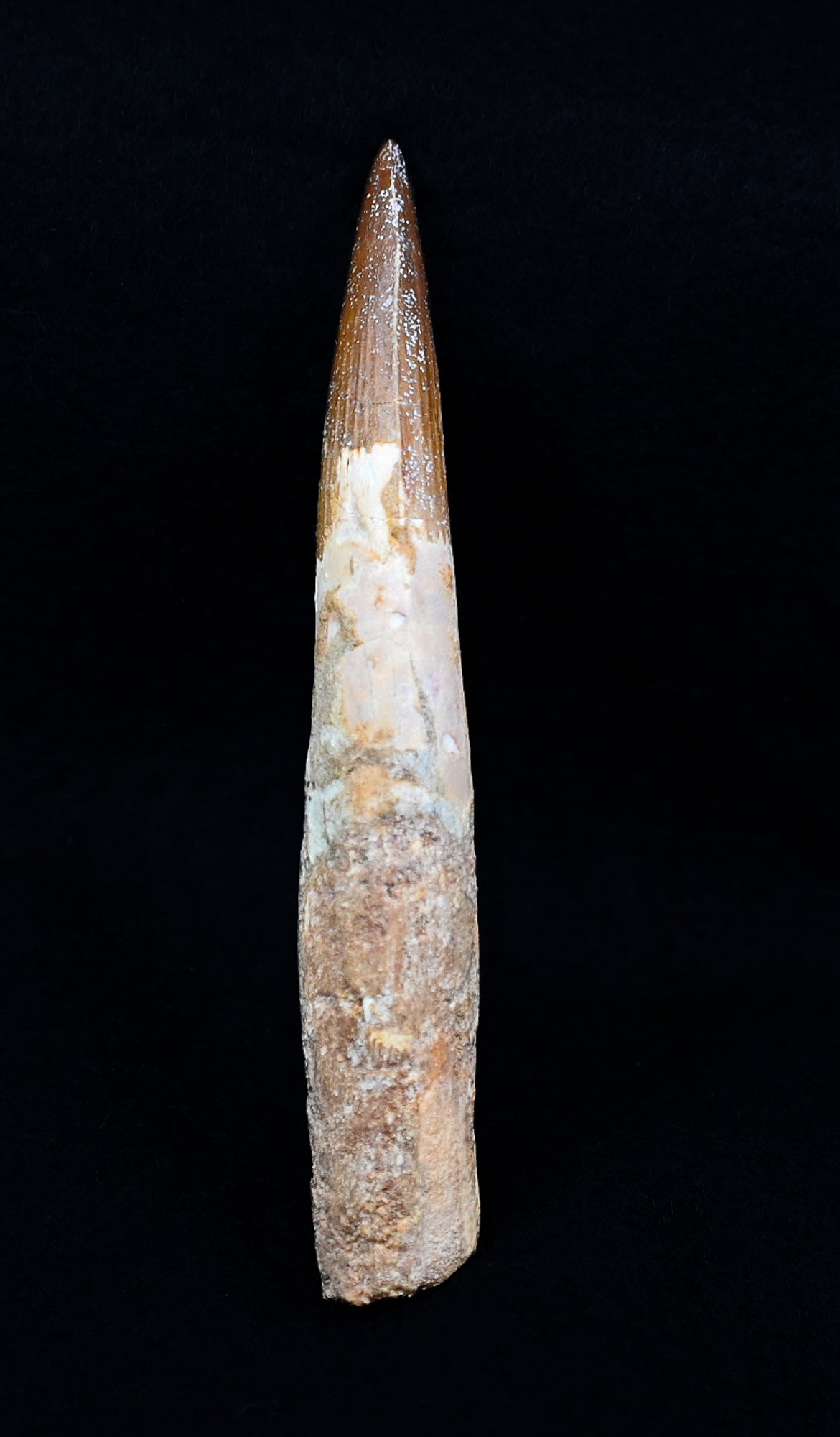 Copy of Large Spinosaurus tooth, 5.2 inches