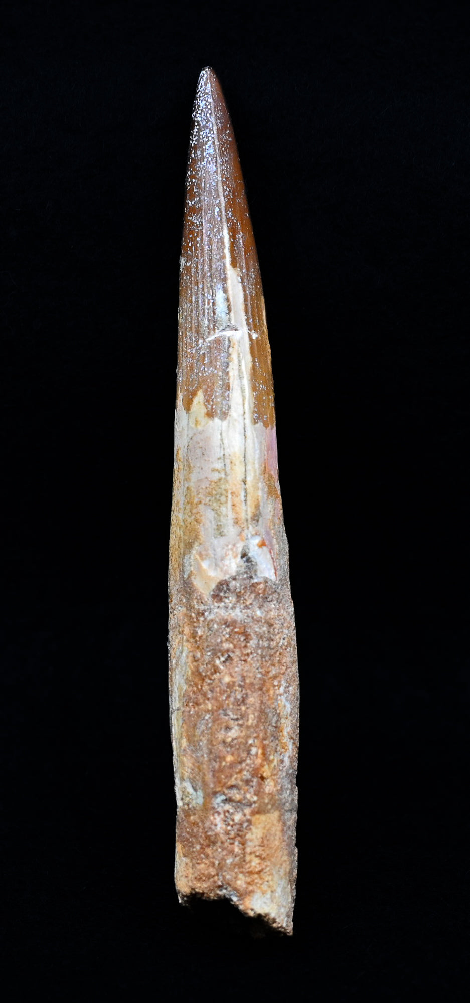Copy of Large Spinosaurus tooth, 5.2 inches