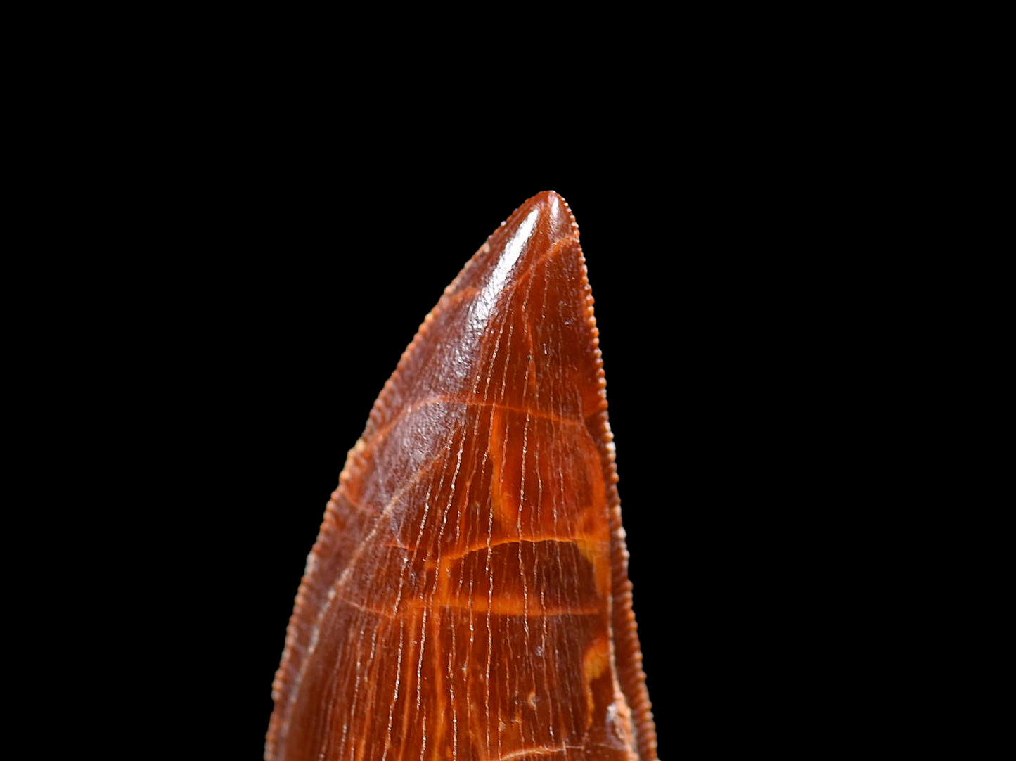 Carcharodontosaurus 2.0 inches