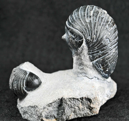 Two Wenndorfia plana