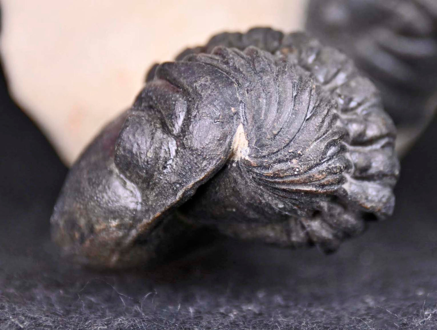 Crotalocephalina/Crotalocephalus gibbus  and Reedops