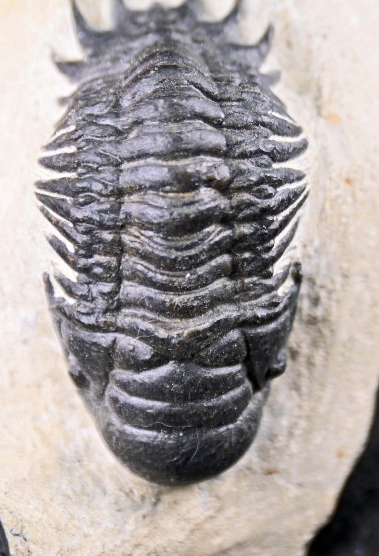 Crotalocephalina/Crotalocephalus gibbus  and Reedops