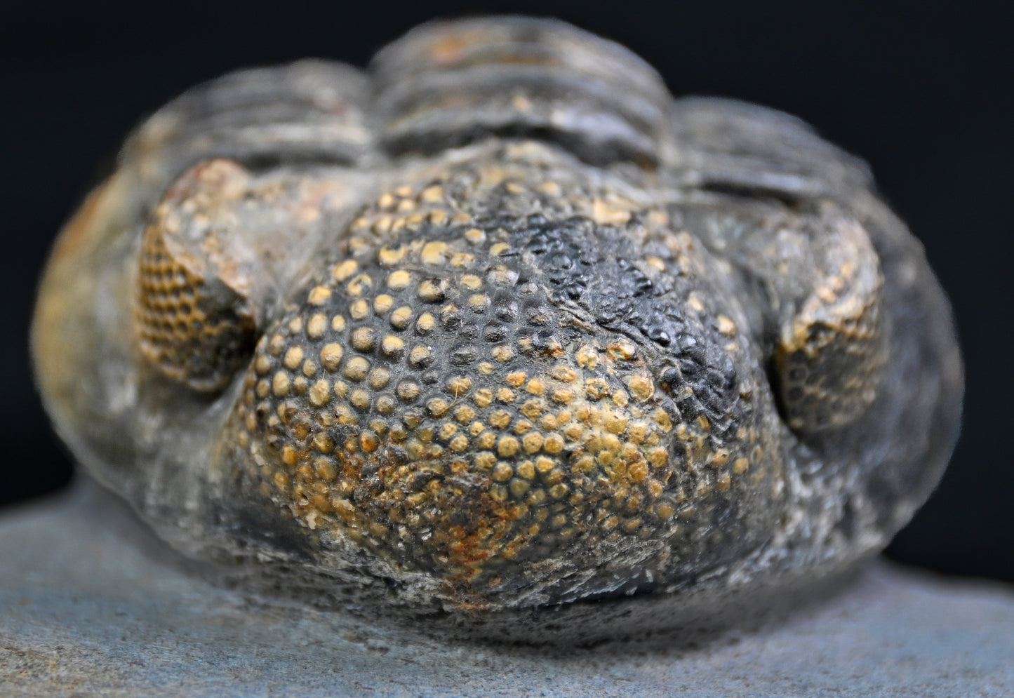 Drotops megalomanicus