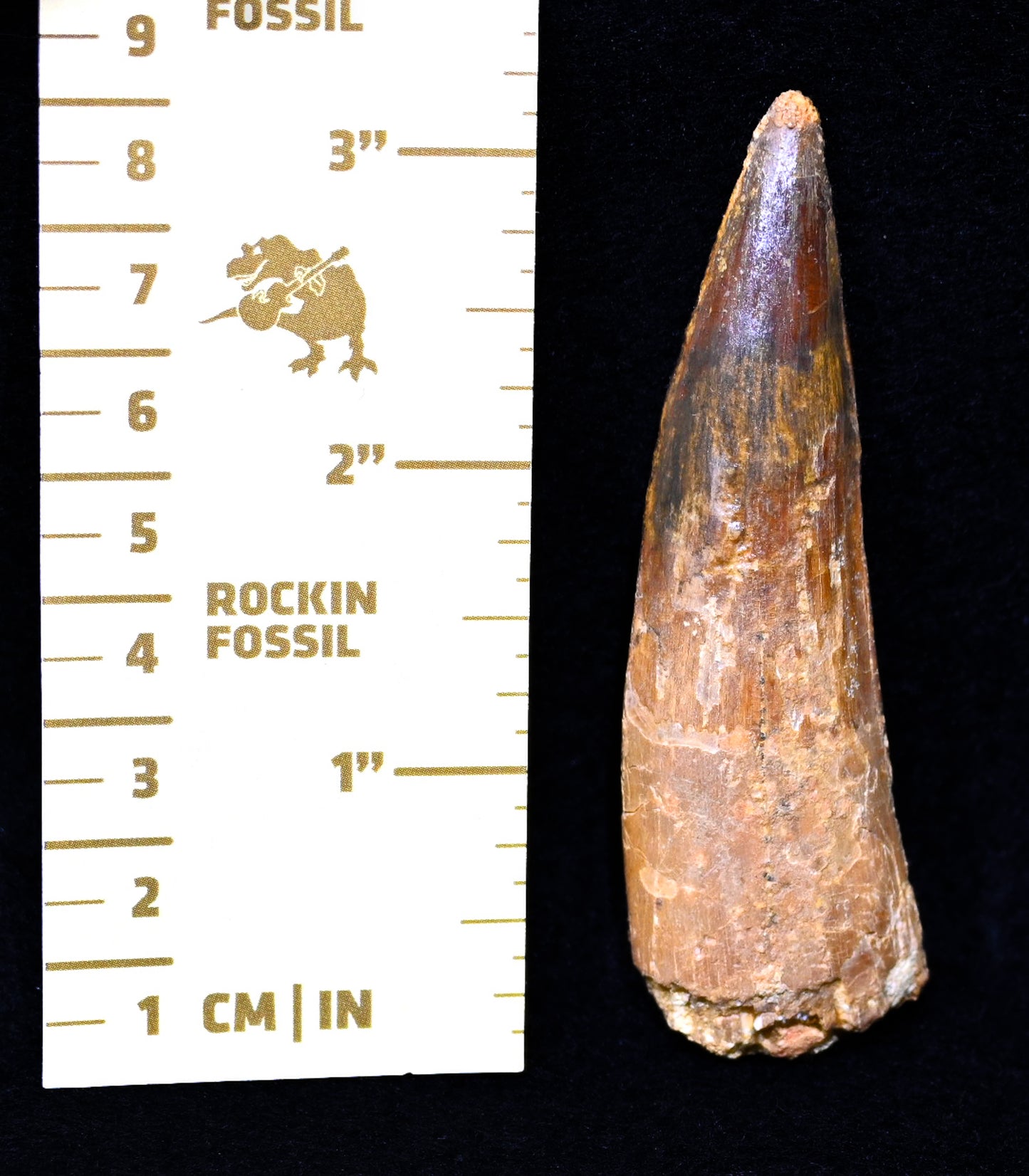 Spinosaurus tooth 3.22 inches