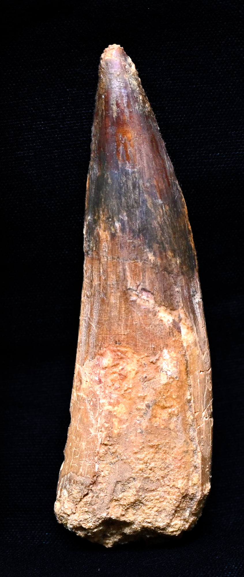 Spinosaurus tooth 3.22 inches