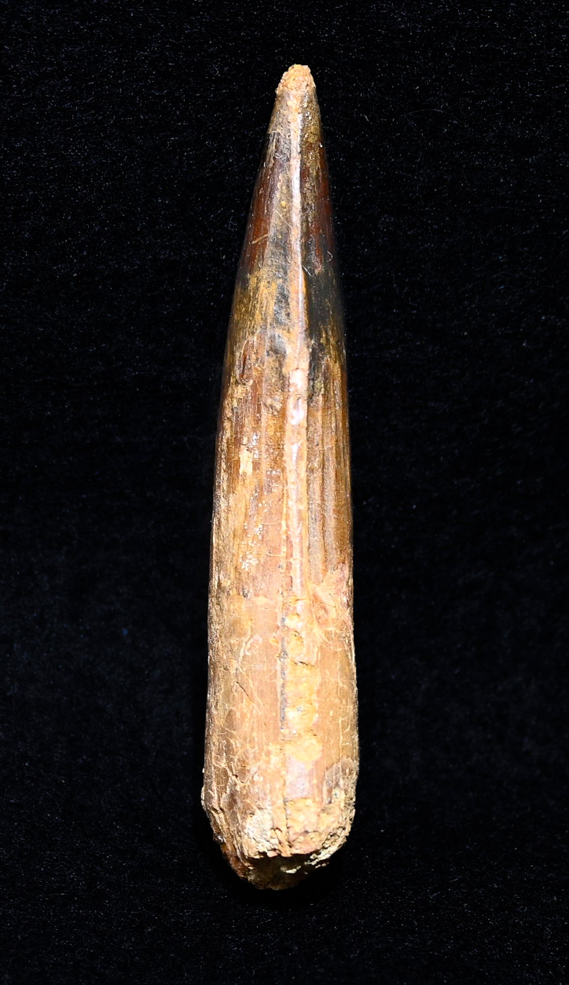 Spinosaurus tooth 3.22 inches