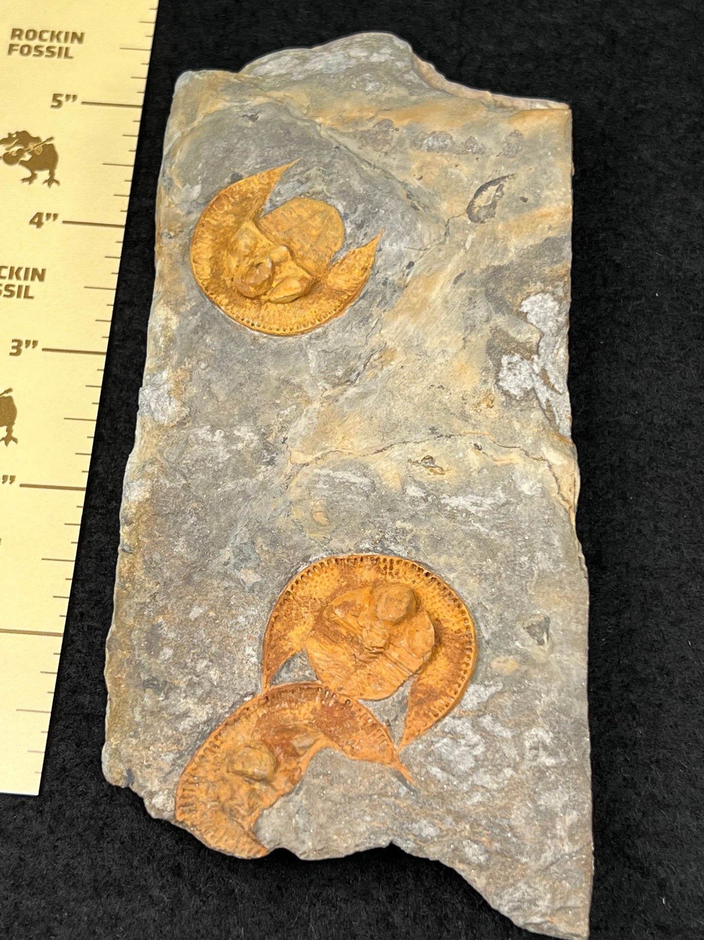 Nankinolithus