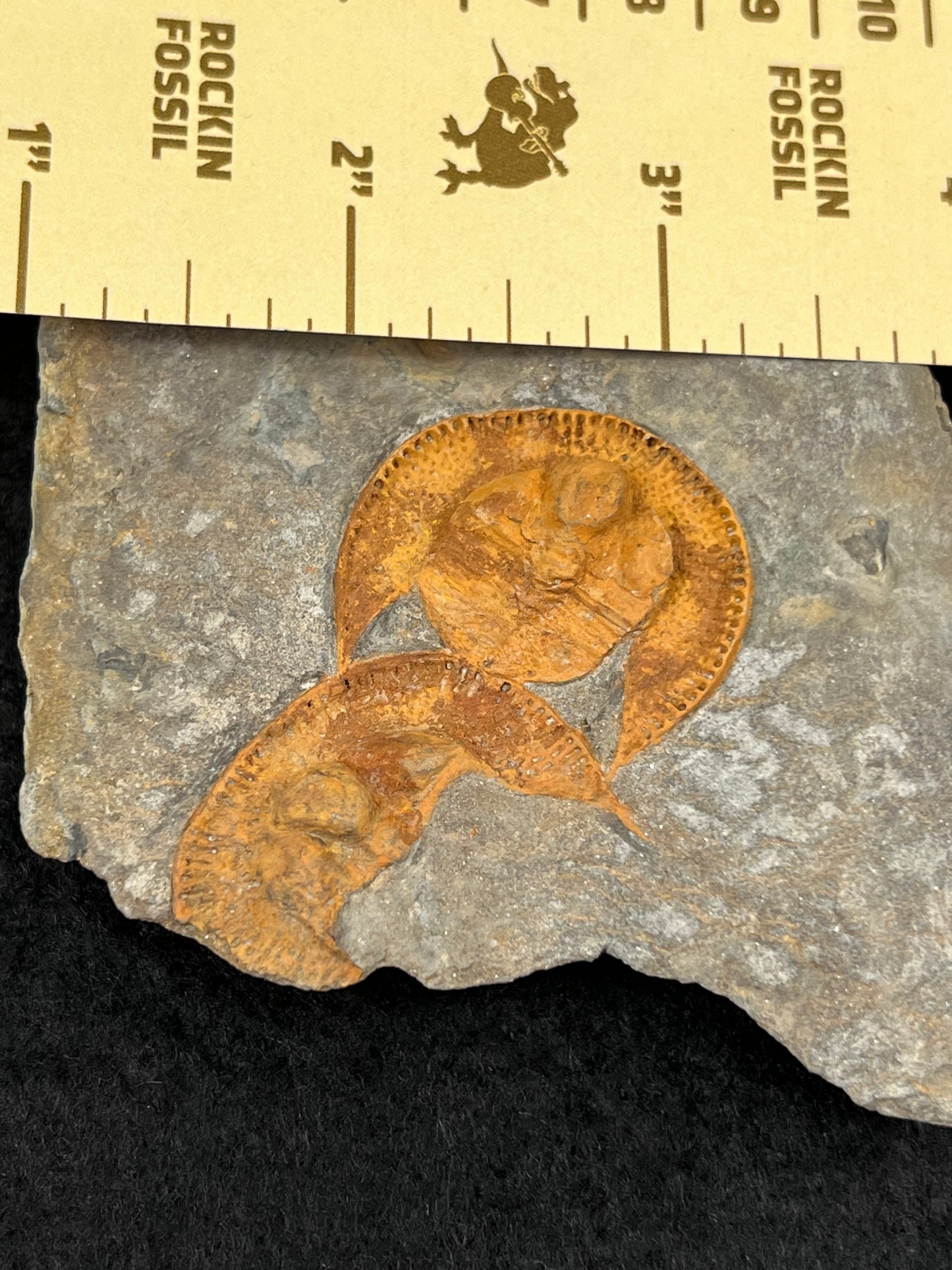 Nankinolithus