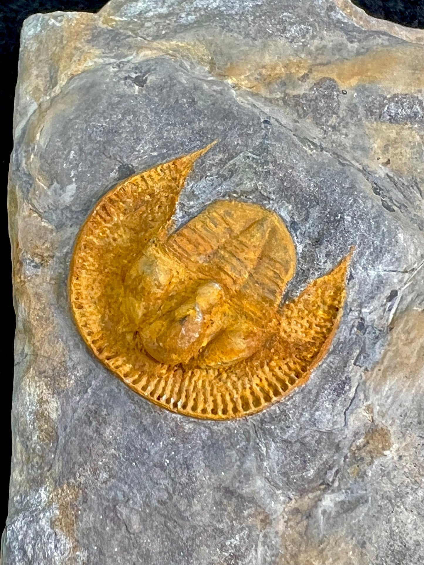 Nankinolithus