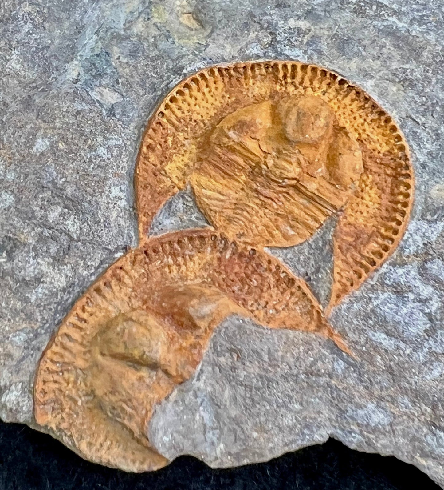 Nankinolithus