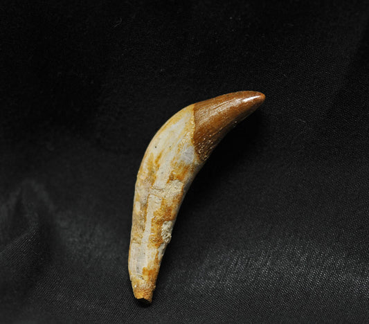 Basilosaurus isis tooth