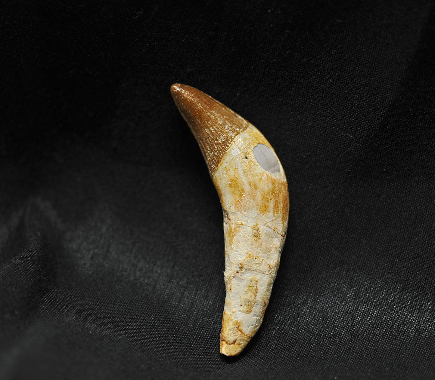 Basilosaurus isis tooth