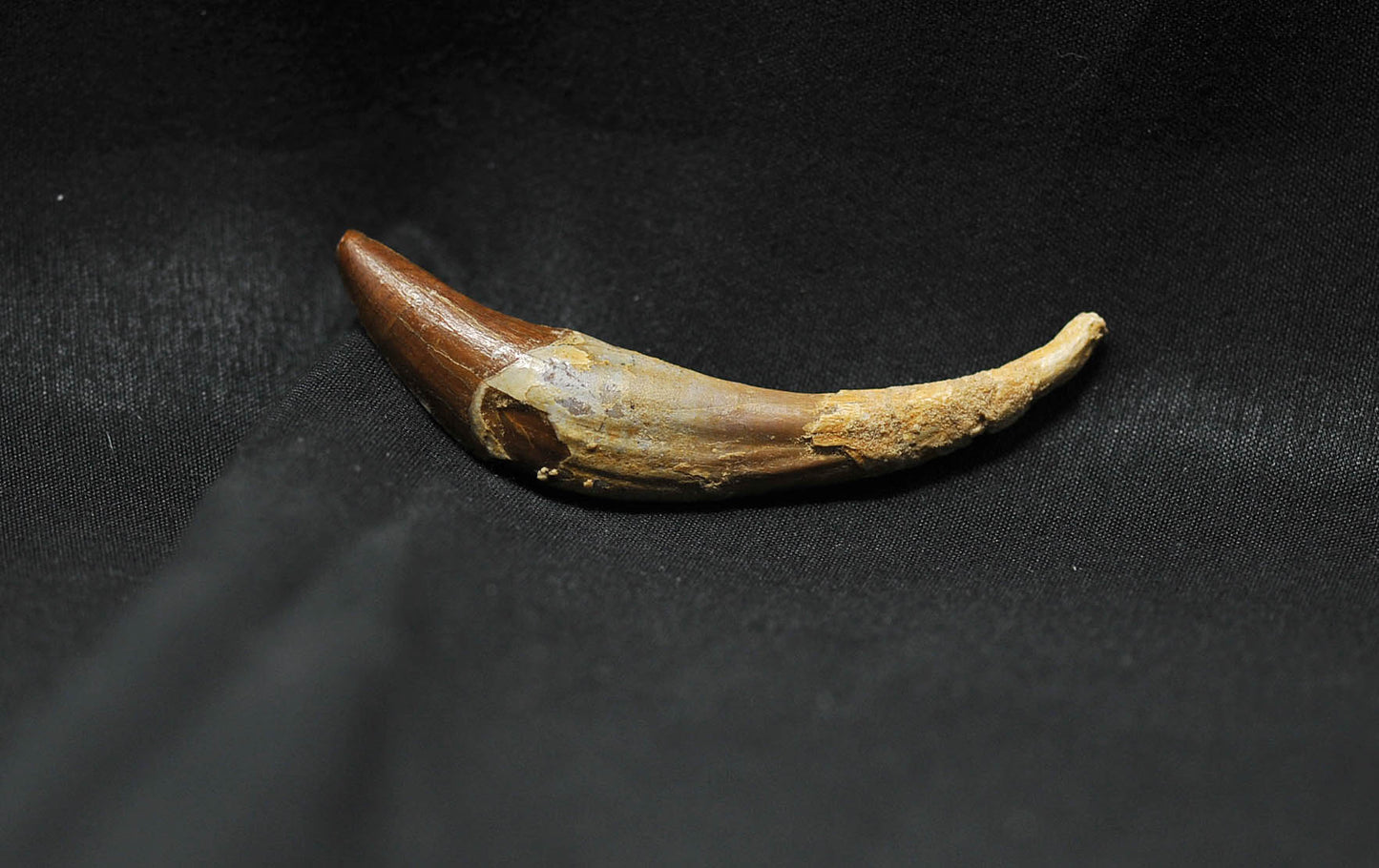 Basilosaurus tooth