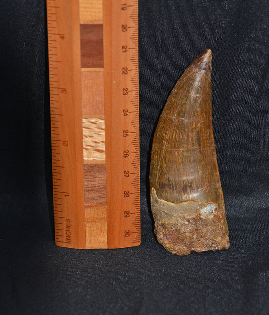 Carcharodontosaurus 3.75 inches