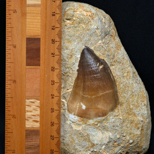 Giant Mosasaur tooth in matrix