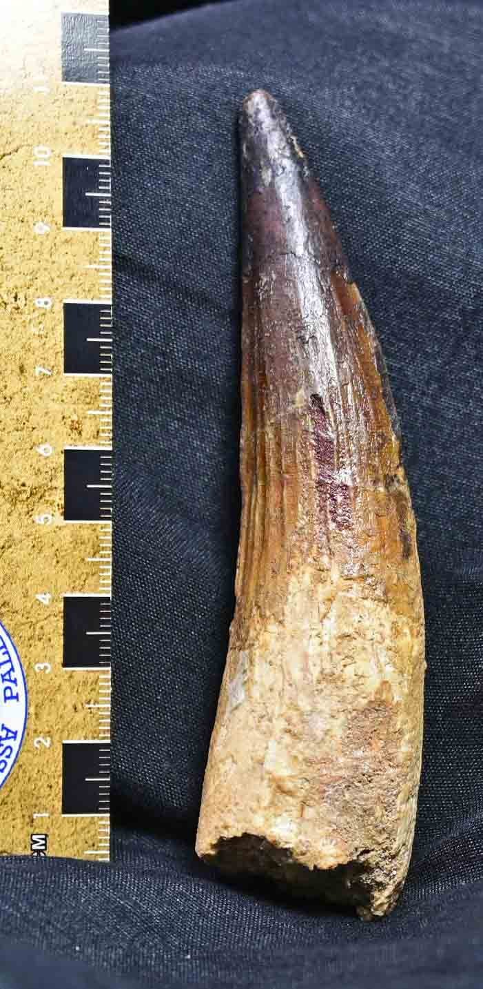 Large Spinosaurus tooth, 4.22"