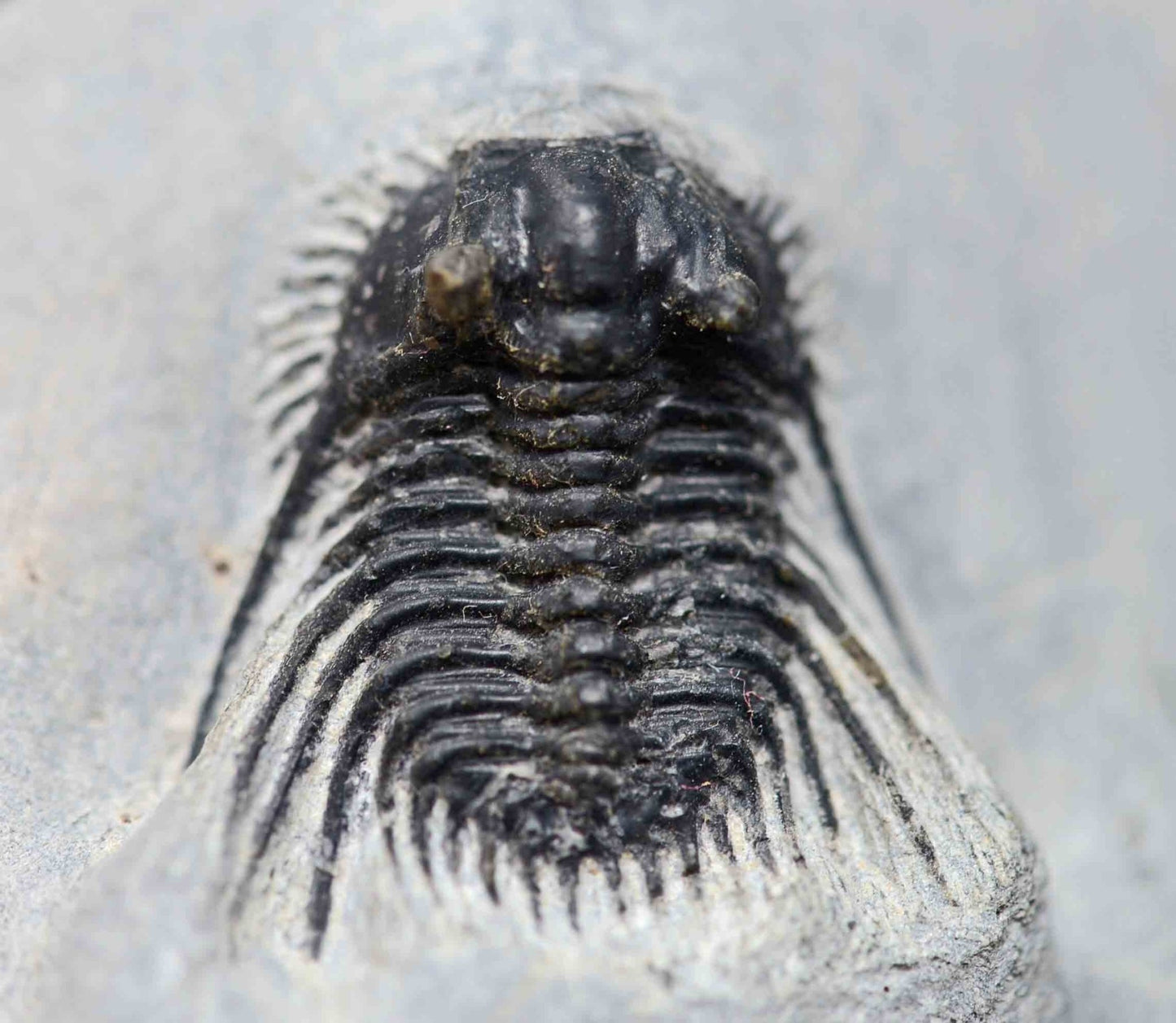 Leonaspis trilobite