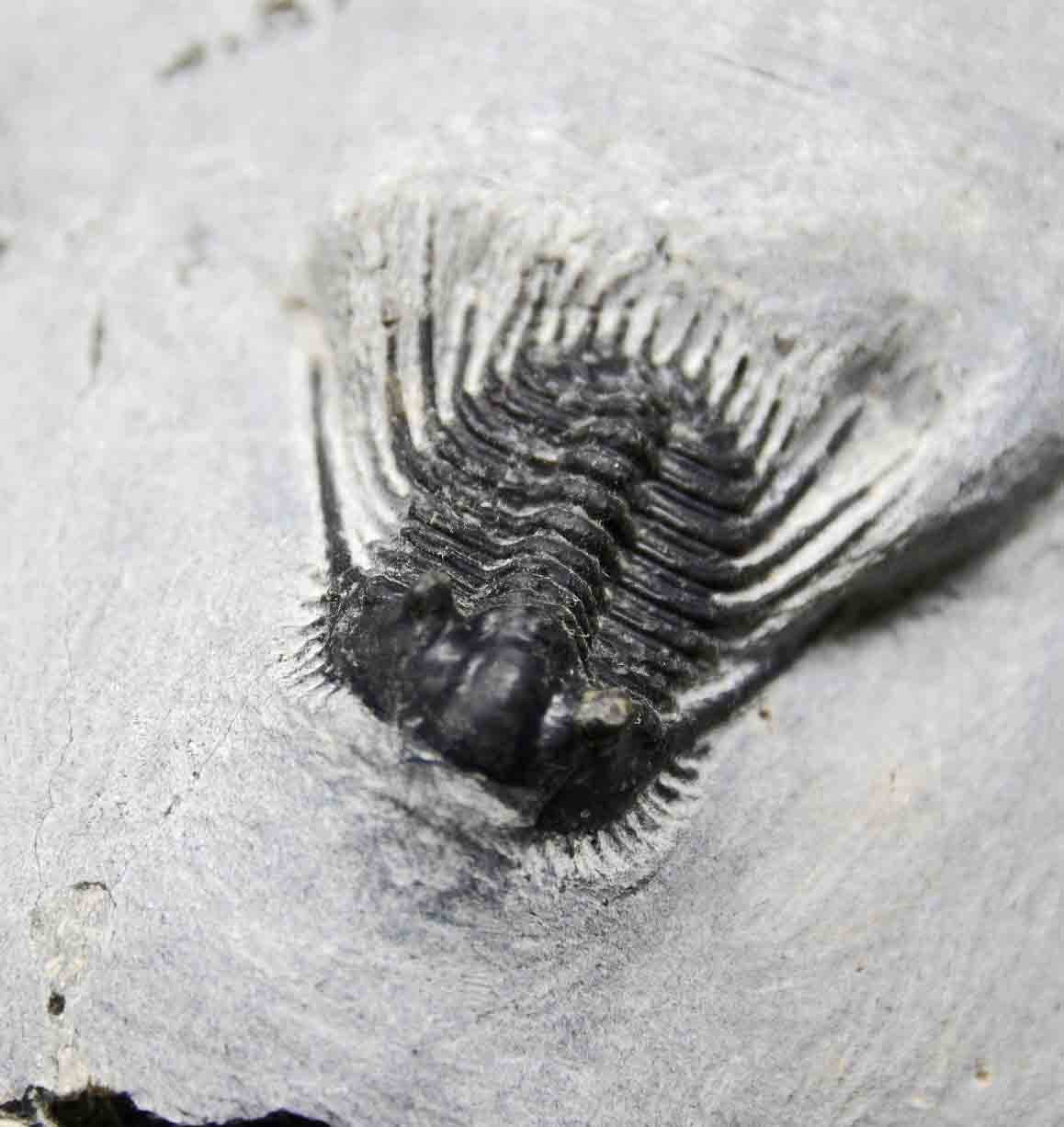 Leonaspis trilobite