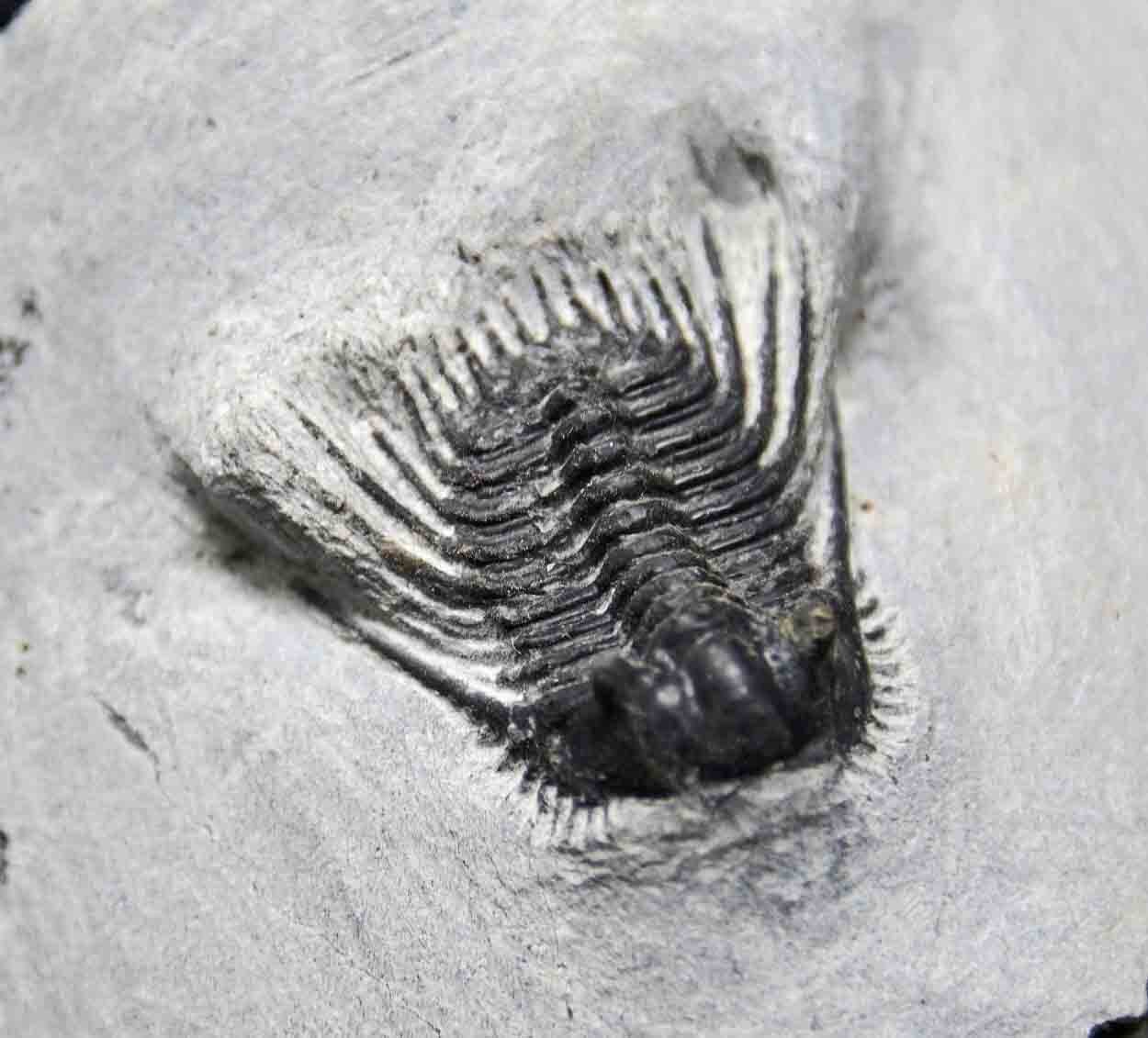 Leonaspis trilobite