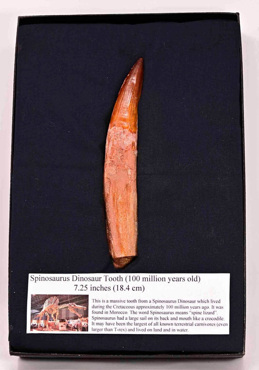 MASSIVE Spinosaurus tooth 7.25 inches