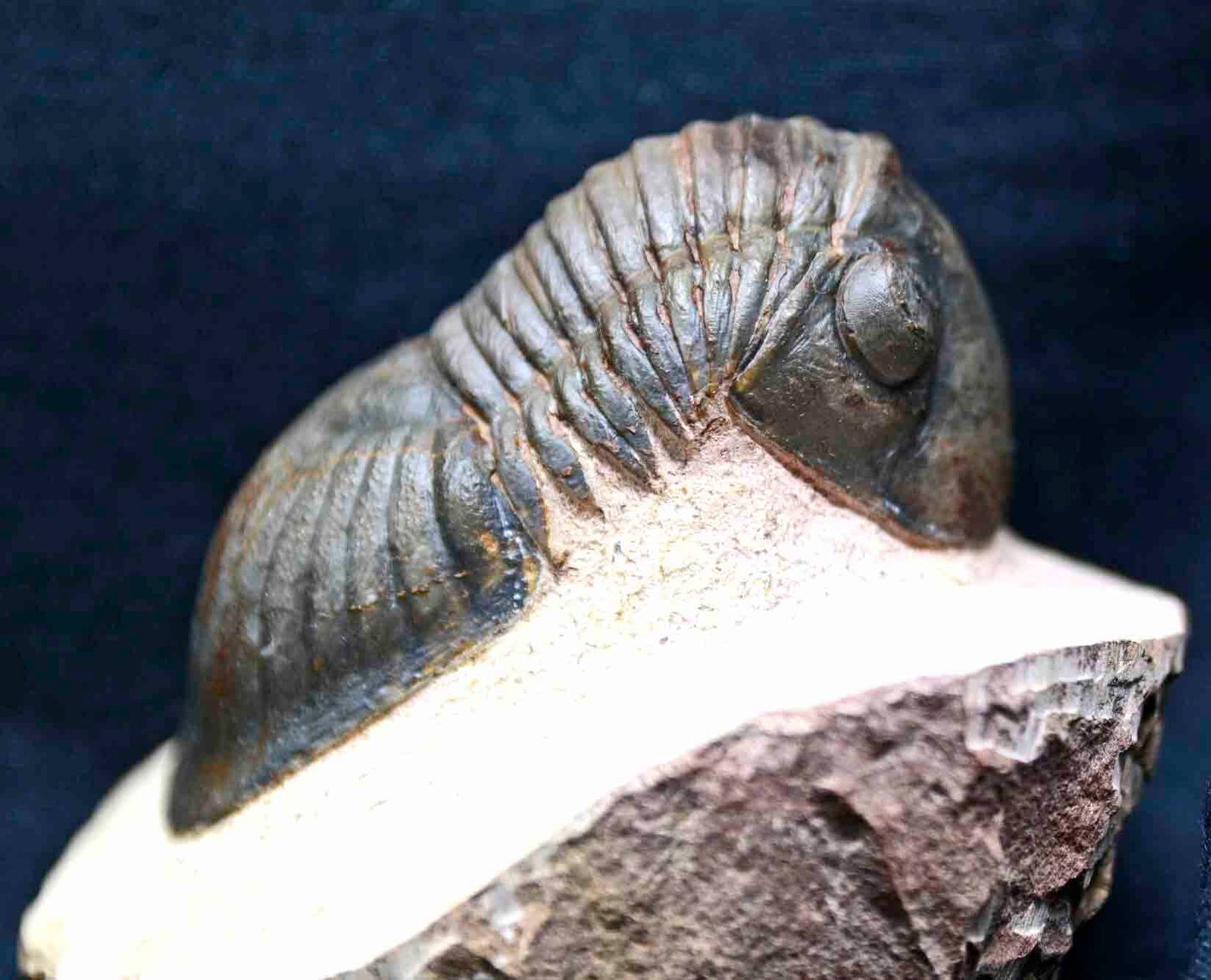 Paralejurus spatuliformis