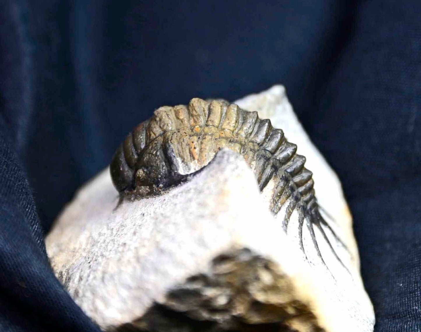 Pilletopeltis  (Crotalocephalus) maurus