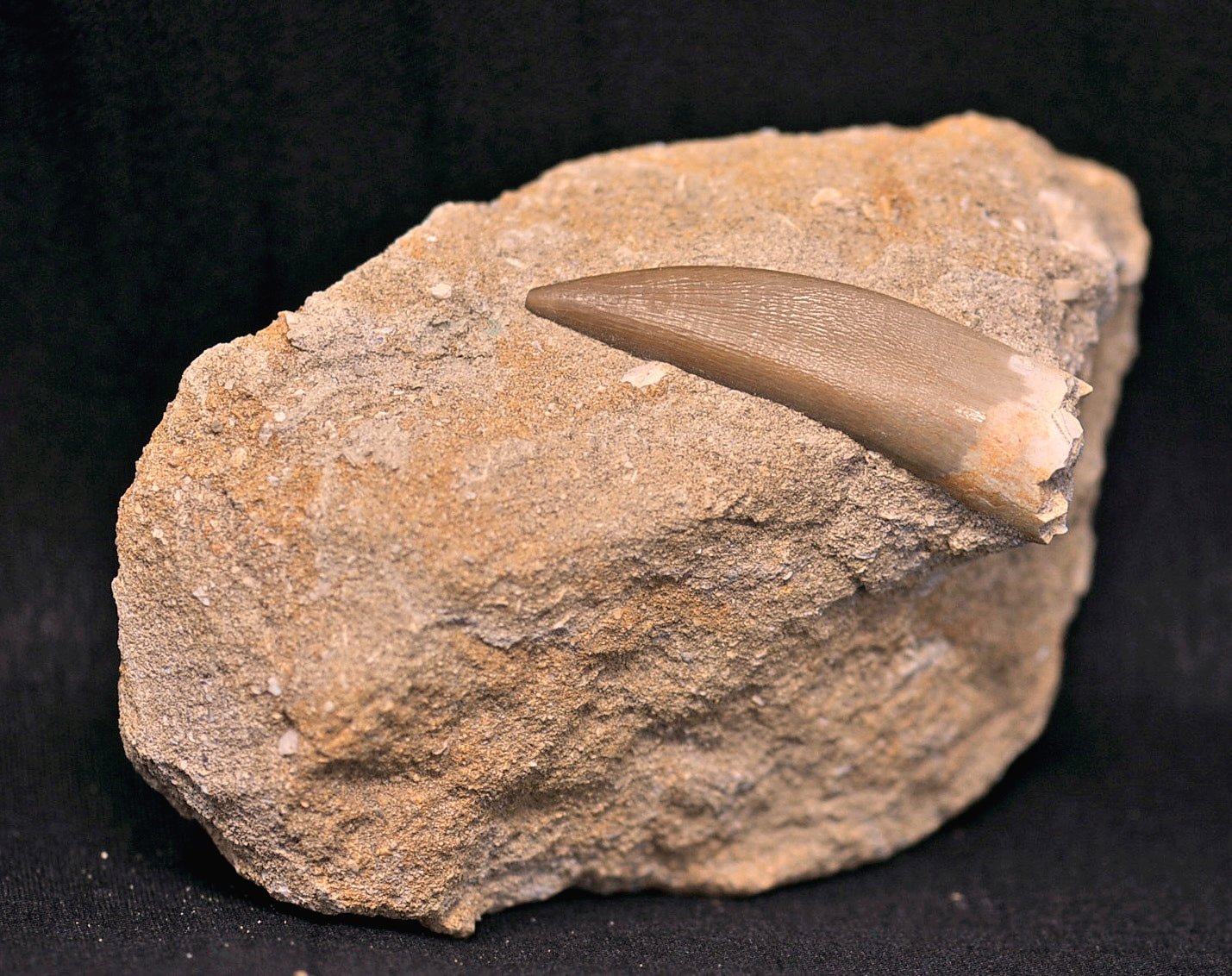 Plesiosaurus tooth in matrix