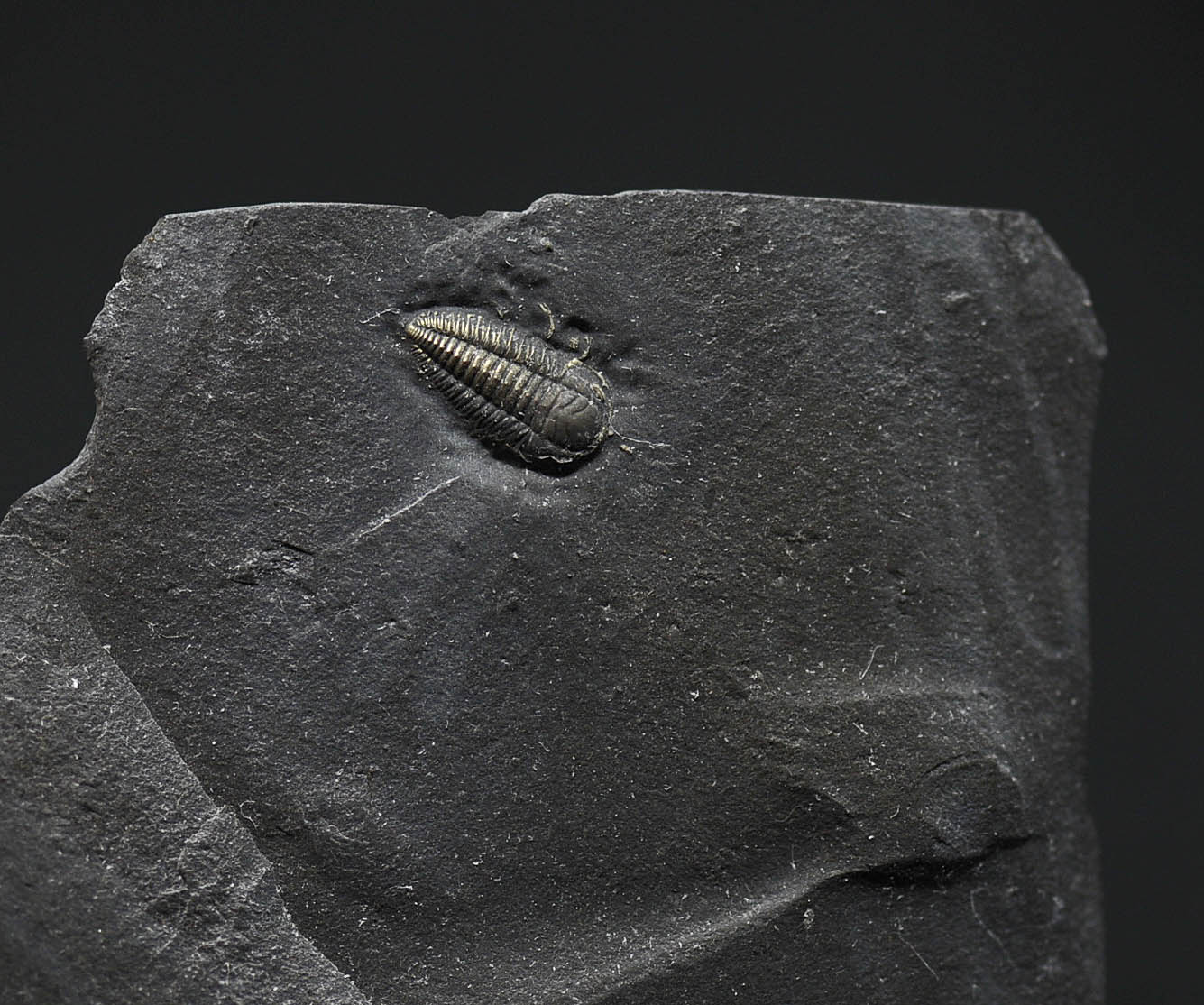 Pyritized Triarthrus eatoni trilobite