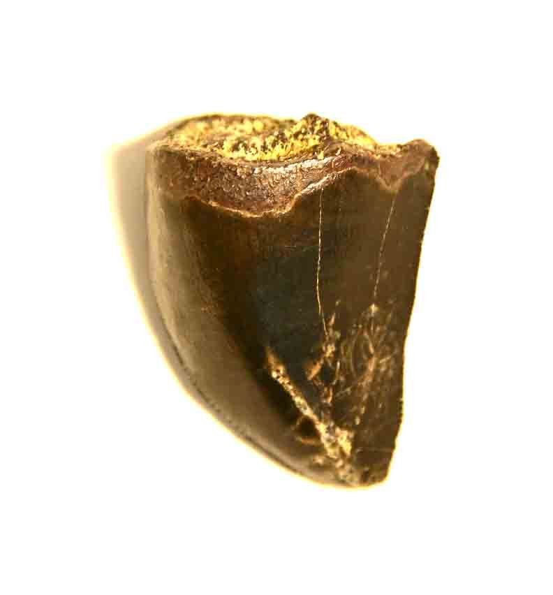 T. rex tooth