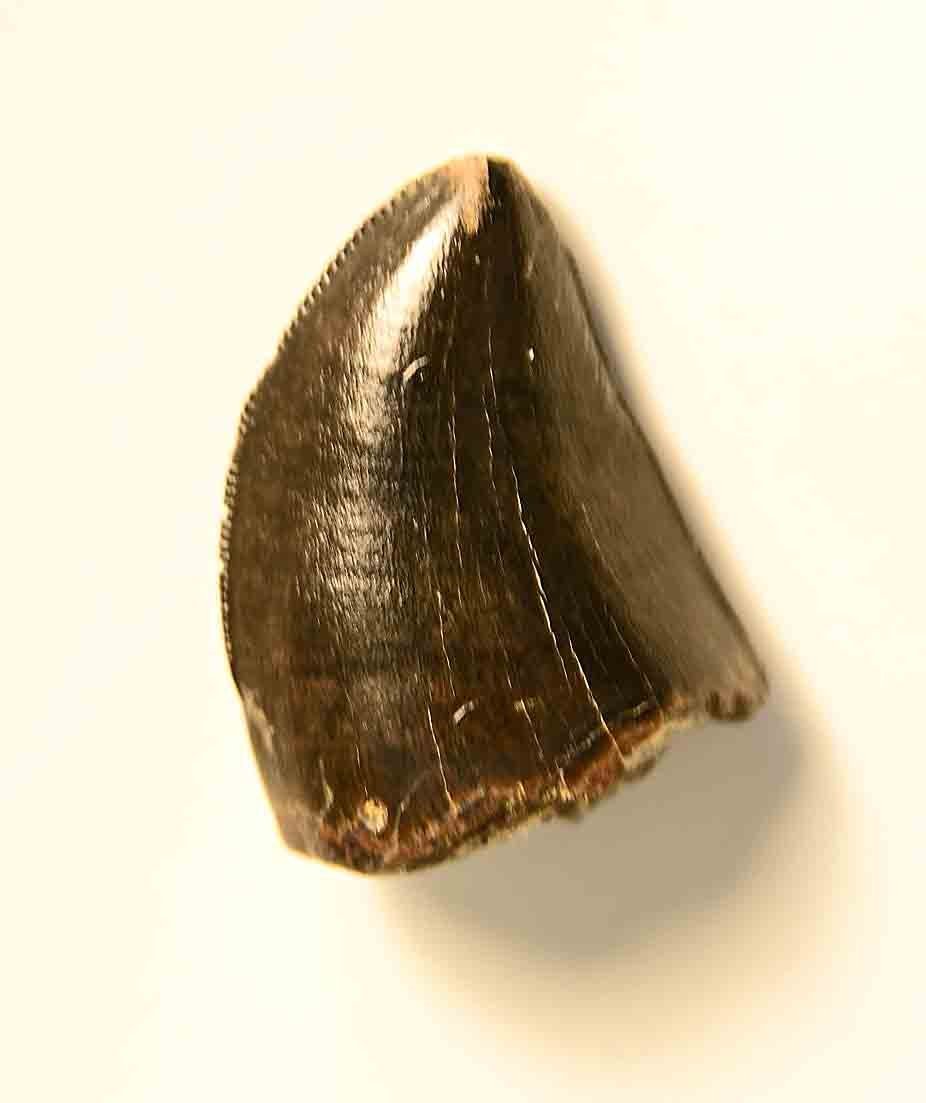 T. rex tooth