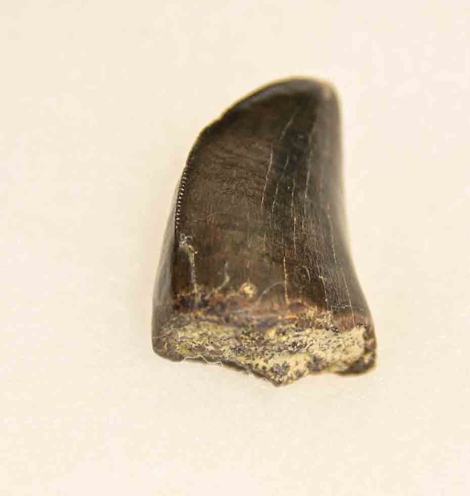 T. rex tooth