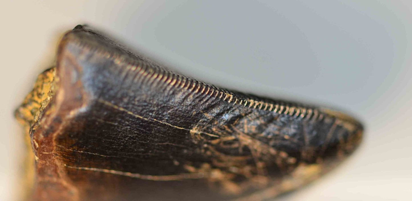 T. rex tooth